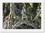 sieppo flycatcher _1647 * 2652 x 1828 * (3.11MB)